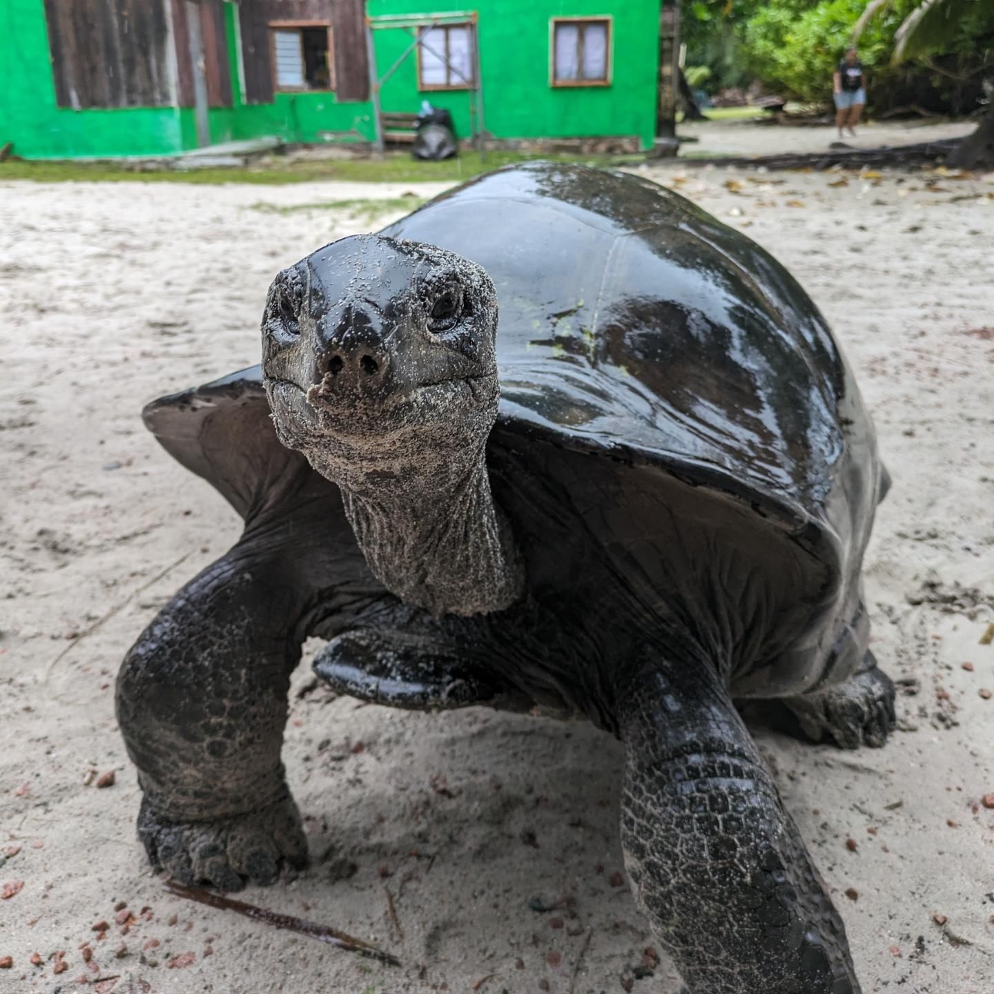 Schildkröte auf den Seychellen