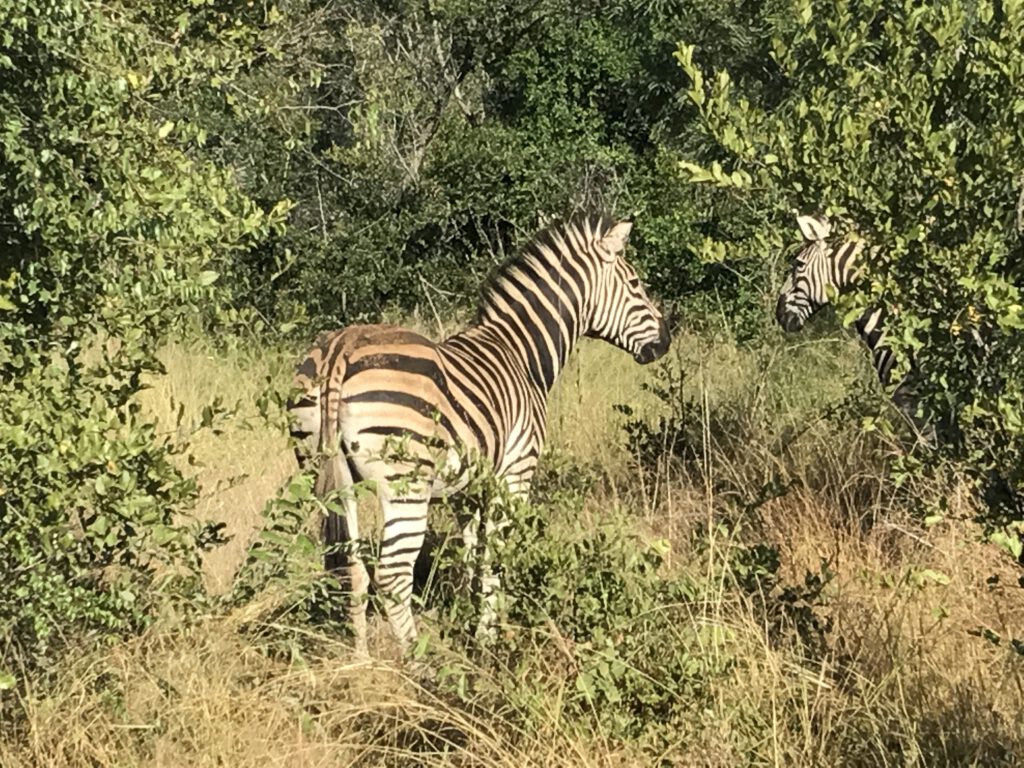 Zebra in Südafrika